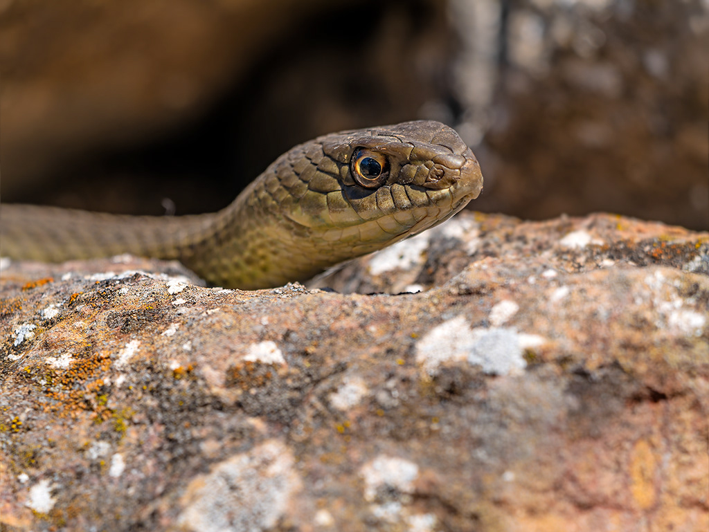 Serp verda - Colobra bastarda