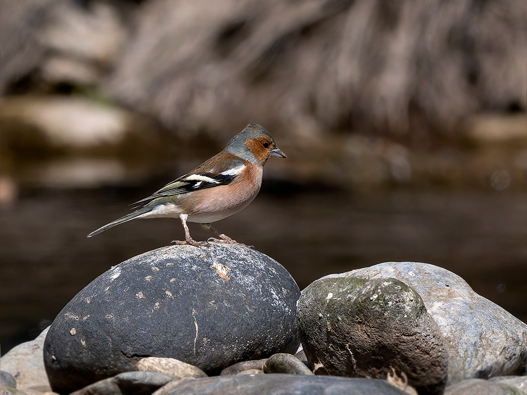 Pinsà comú (mascle)