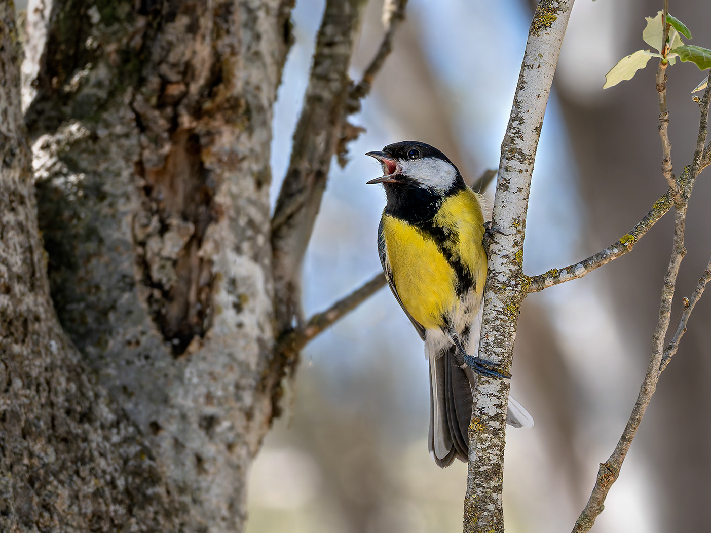 Mallerenga carbonera