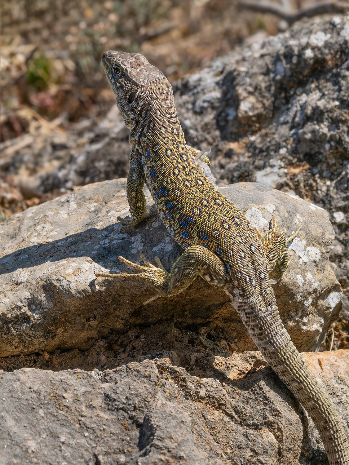 Llangardaix ocel·lat - Lagarto ocelado