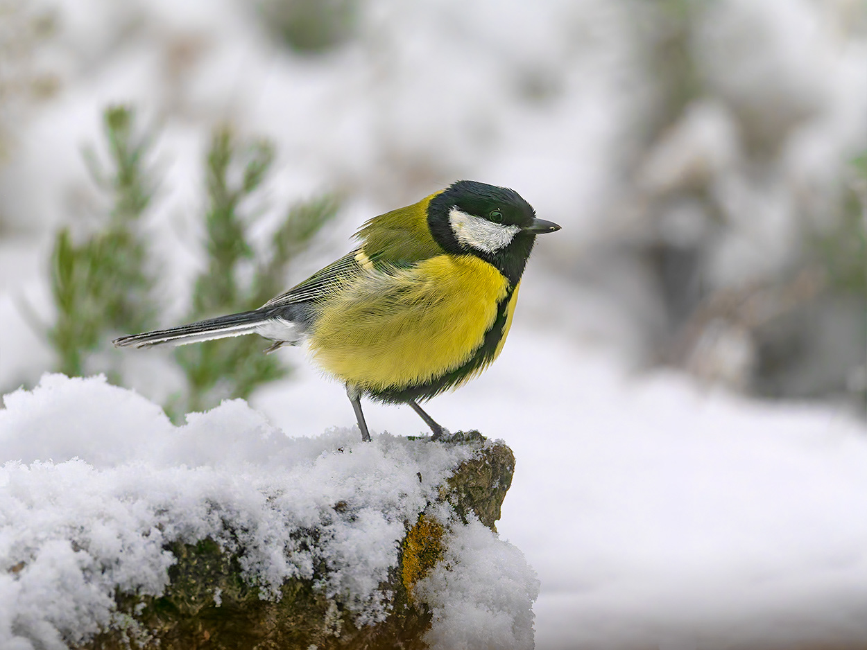 Mallerenga carbonera