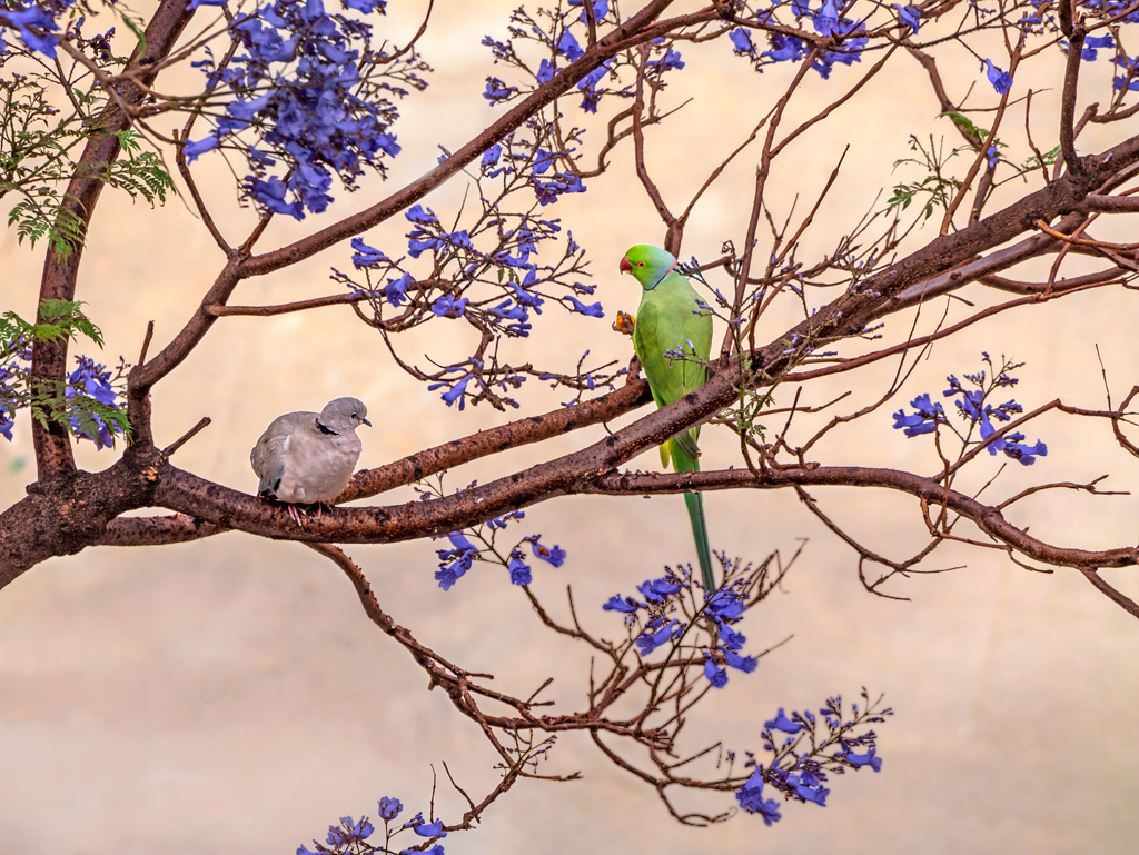 Tortora turca i cotorra de kramer