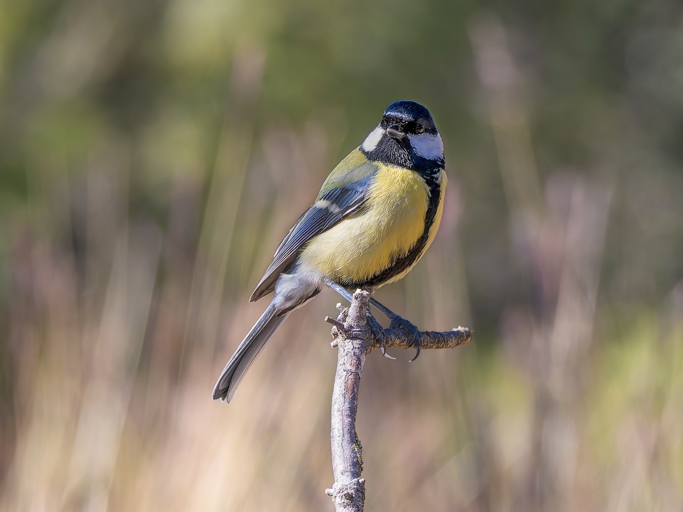Mallerenga carbonera