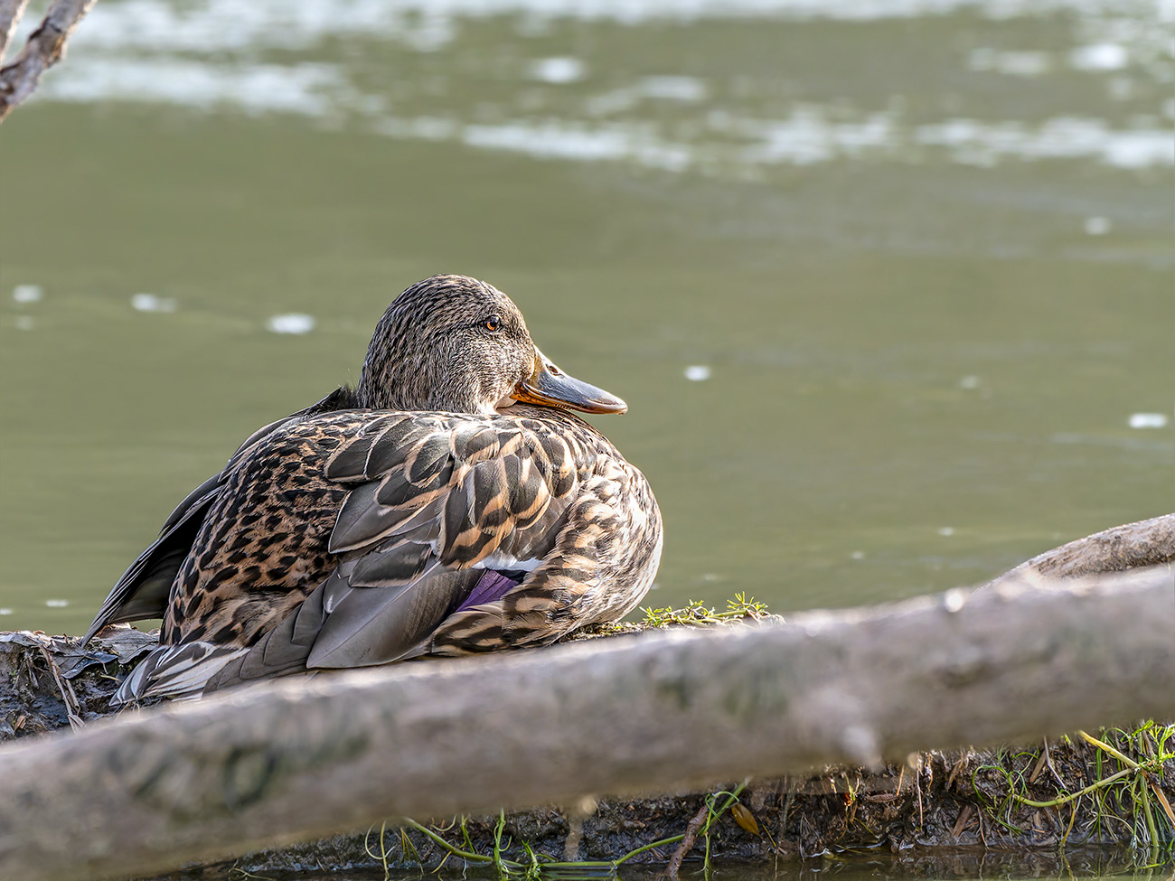 Ànec coll verd (femella)