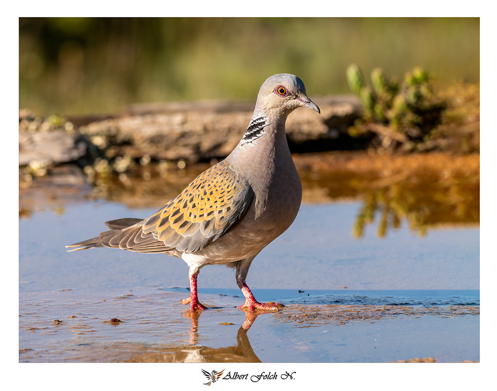 Tortora eurasiàtica