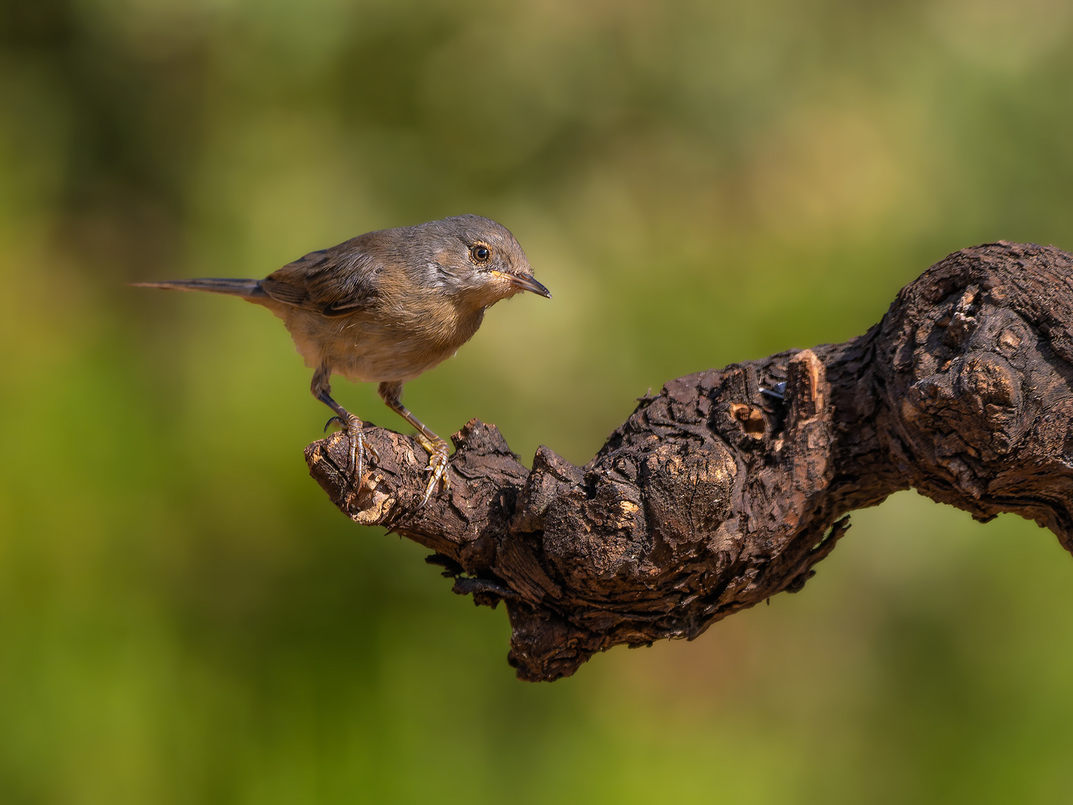 Tallareta cuallarga jove