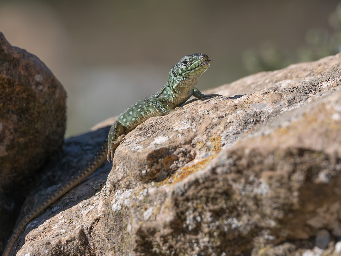 Llangardaix ocel·lat- Lagarto ocelado