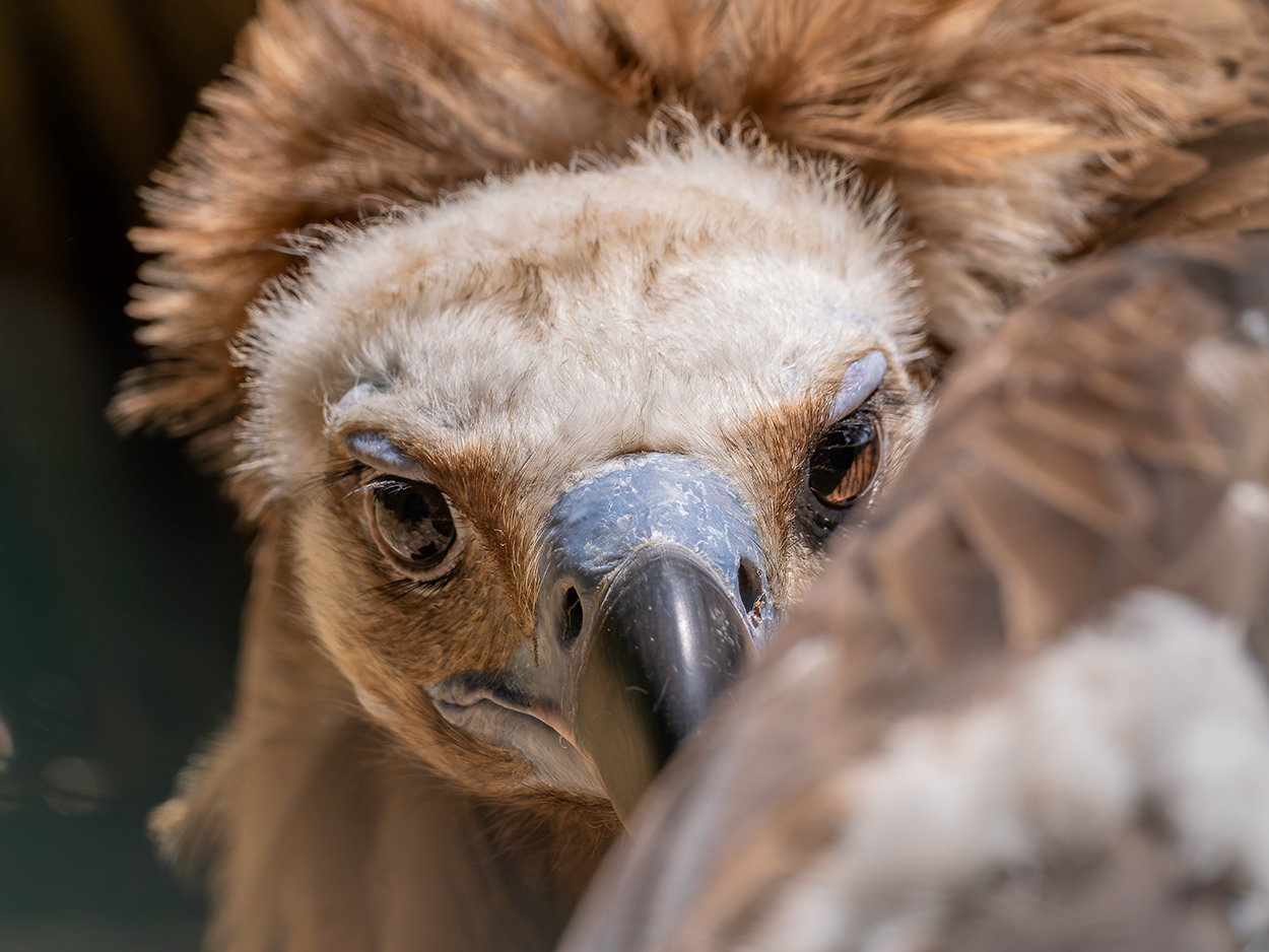Voltor comú (zoo BCN)