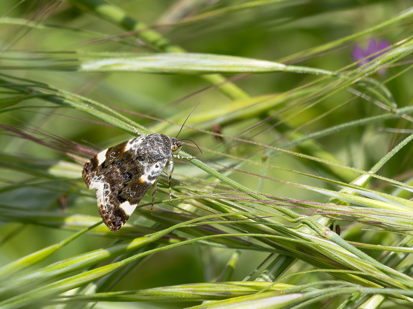 Arna - Espatlla pàlida (Acontia Lucida)