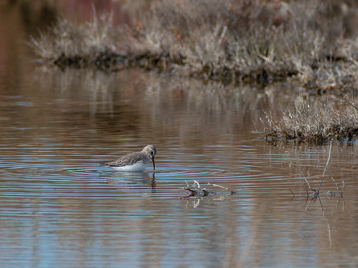 Territ becllarg (Calidris ferruginea)