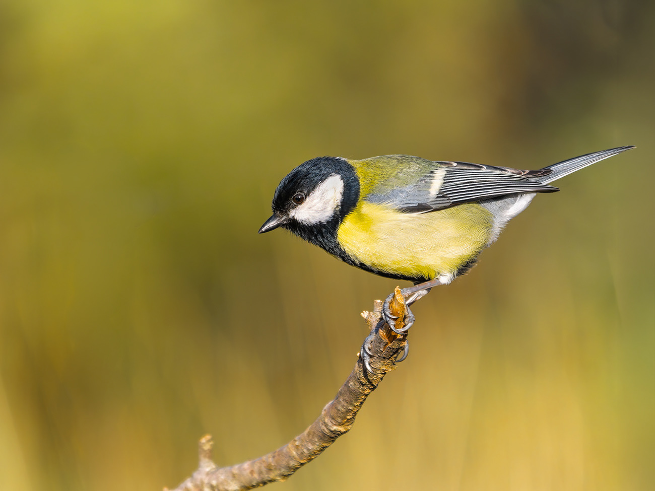 Mallerenga carbonera