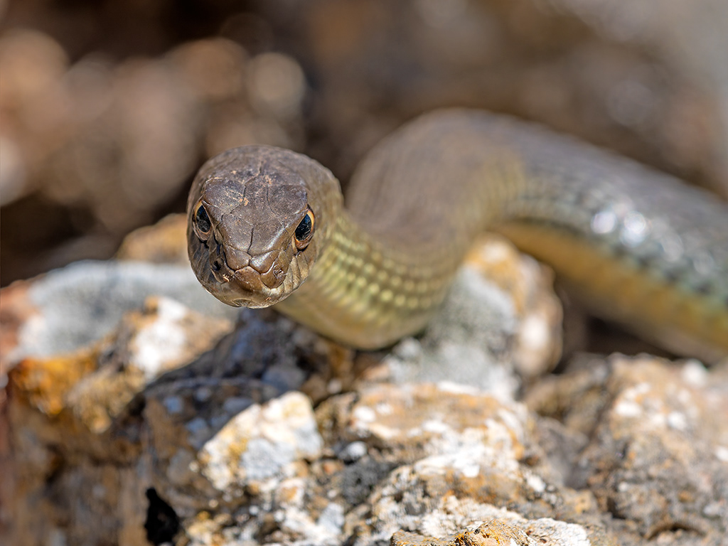 Serp verda - Colobra bastarda