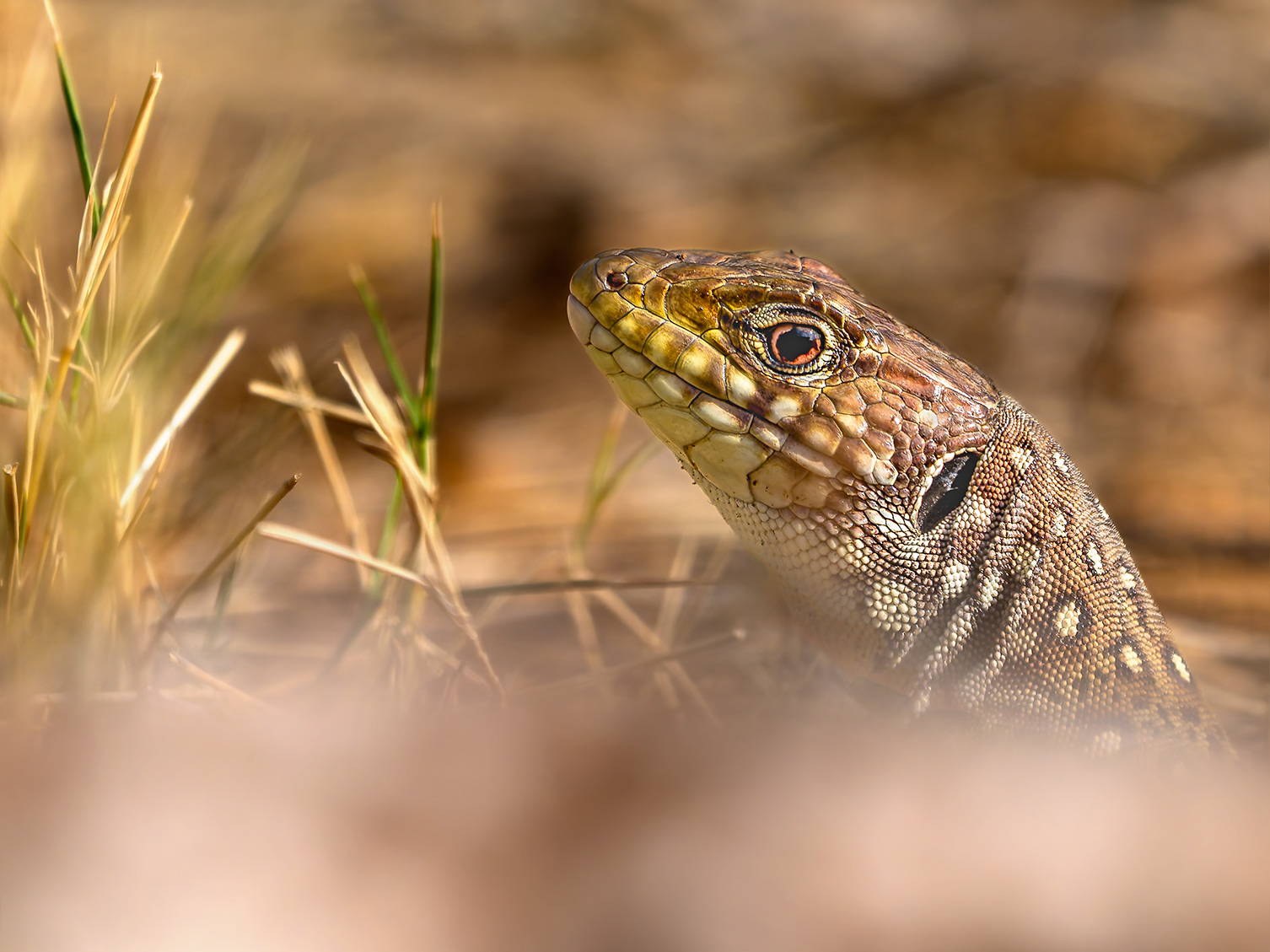 Llangardaix Ocel·lat - Lagarto ocelado