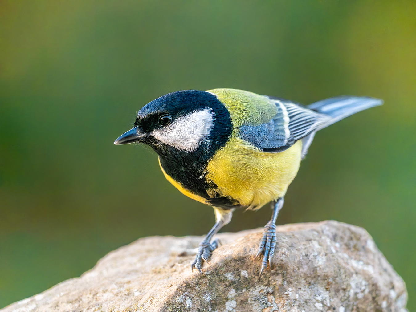 Mallerenga carbonera