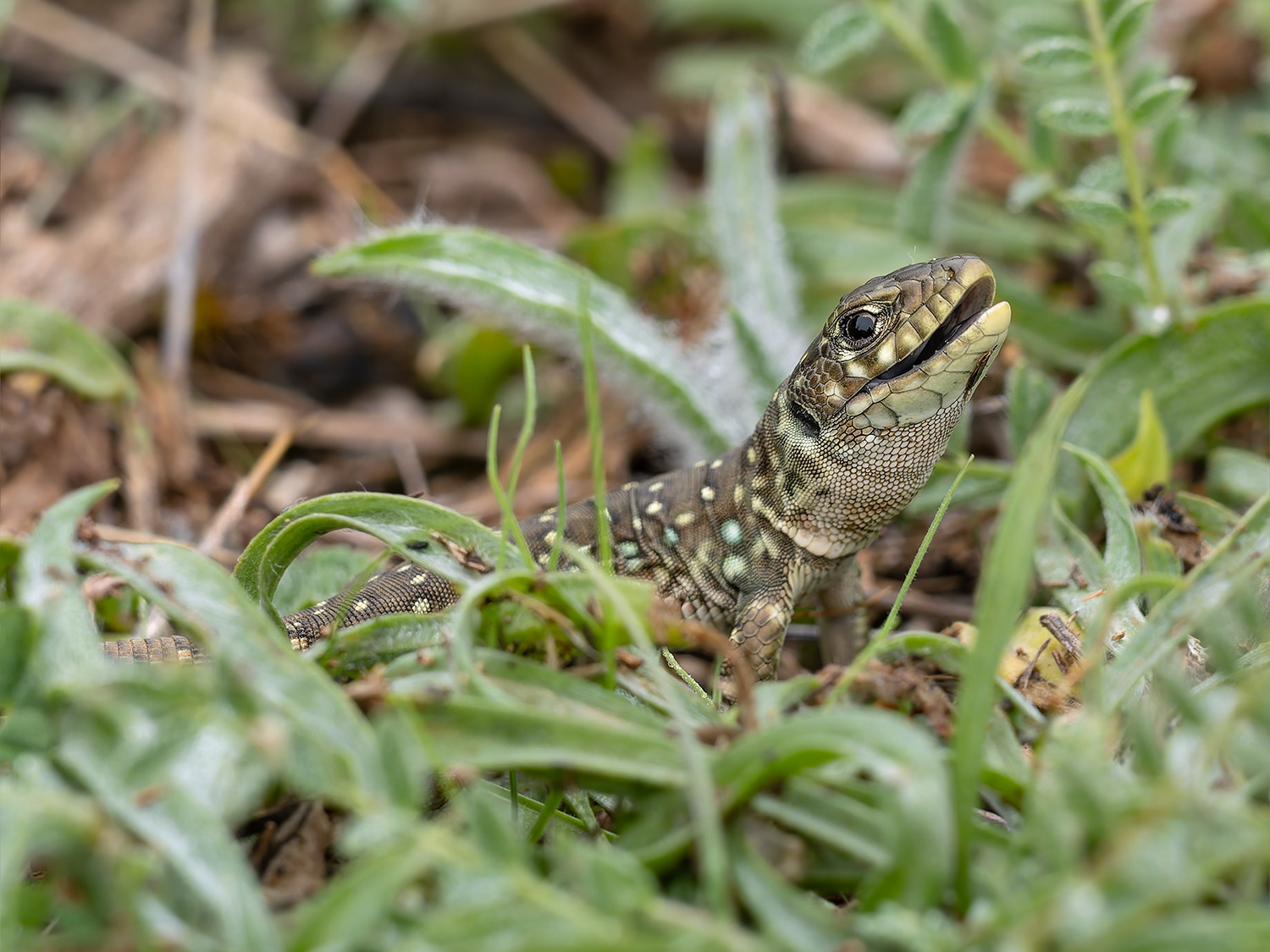 Llangardaix ocel·lat jove - Lagarto ocelado