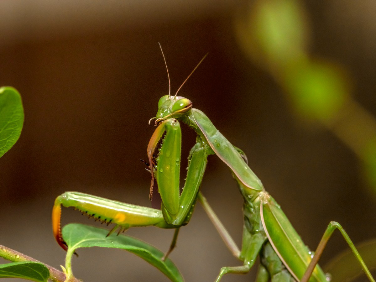 Pregadeu (Mantis)