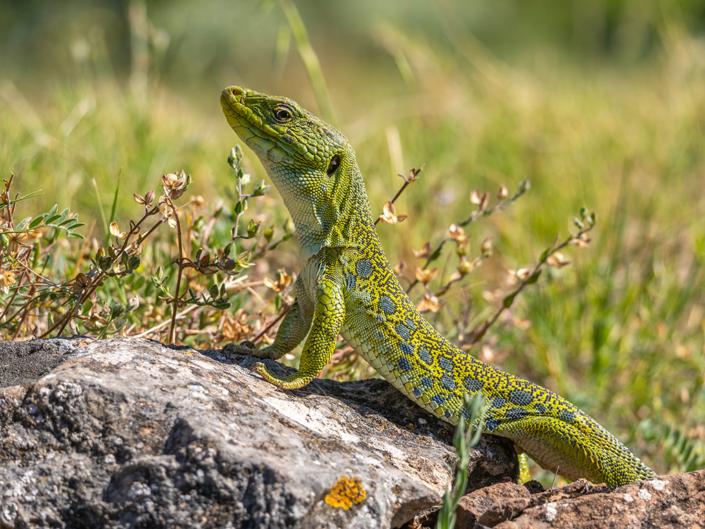 Llangardaix ocel·lat- Lagarto ocelado