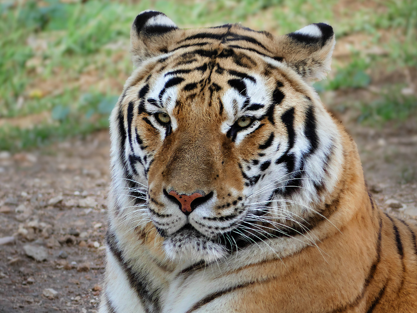 Tigre de Bengala (Panthera tigris tigris) - (Zoo BCN)