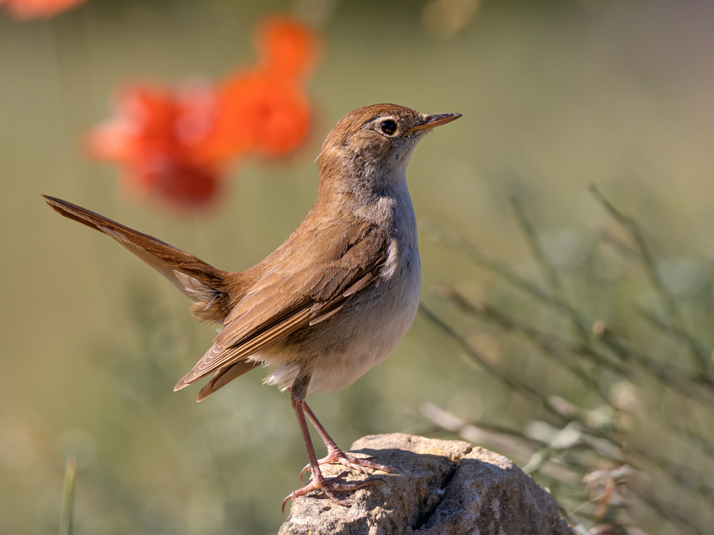 Rossinyol (Luscinia megarhynchos)