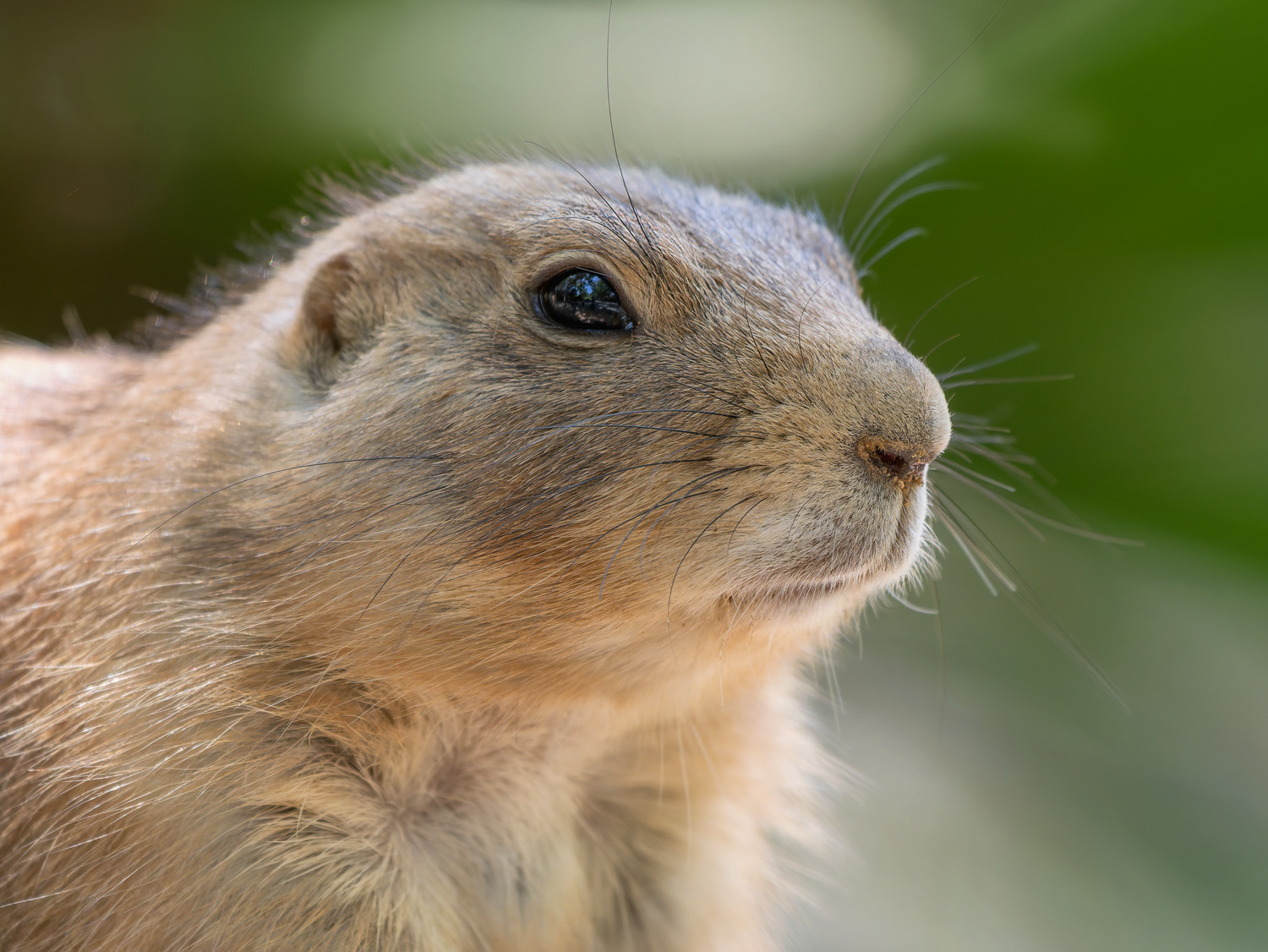 Gosset de les praderies (zoo BCN)