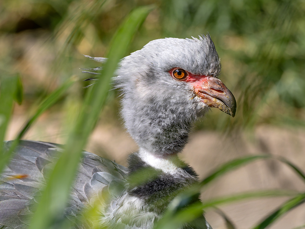 Xahà Emplomallat (zoo BCN)