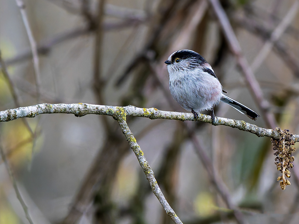 Mallerenga cuallarga eurasiàtica