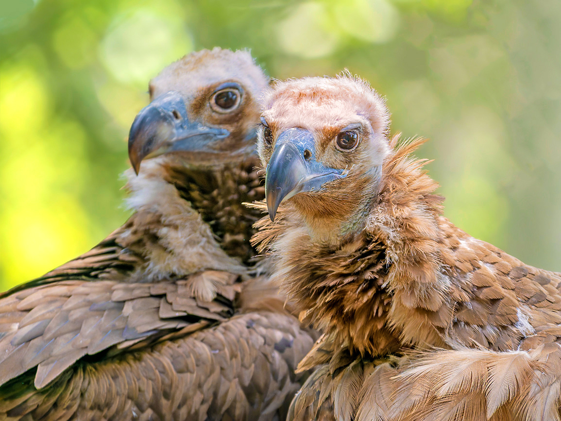 Voltor comú (zoo BCN)