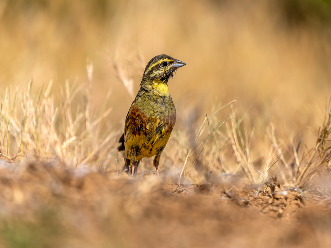 Gratapalles (Escribano soteño)