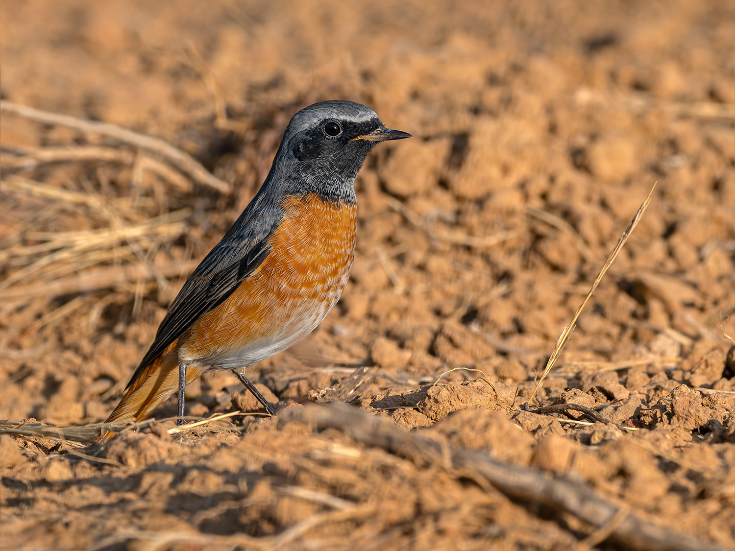 Cotxa cua-roja mascle