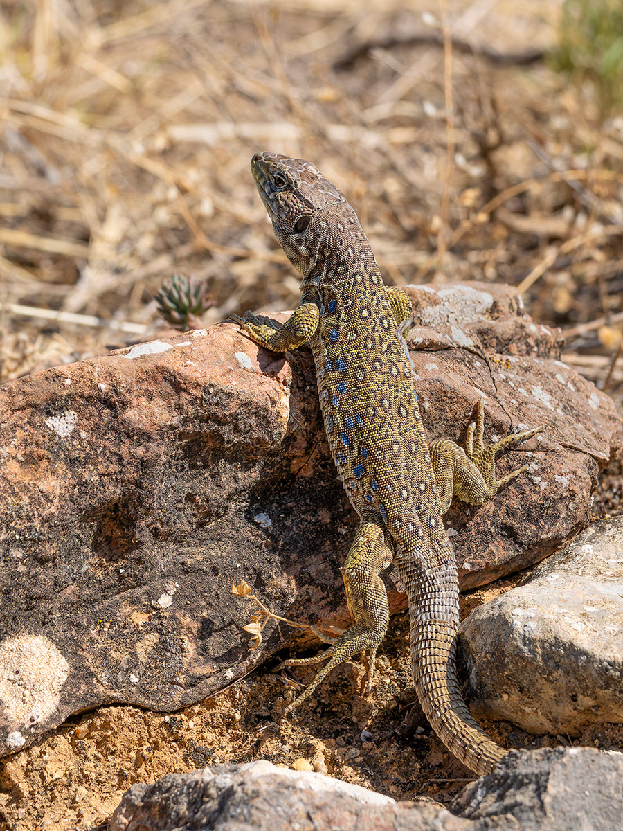 Llangardaix ocel·lat jove