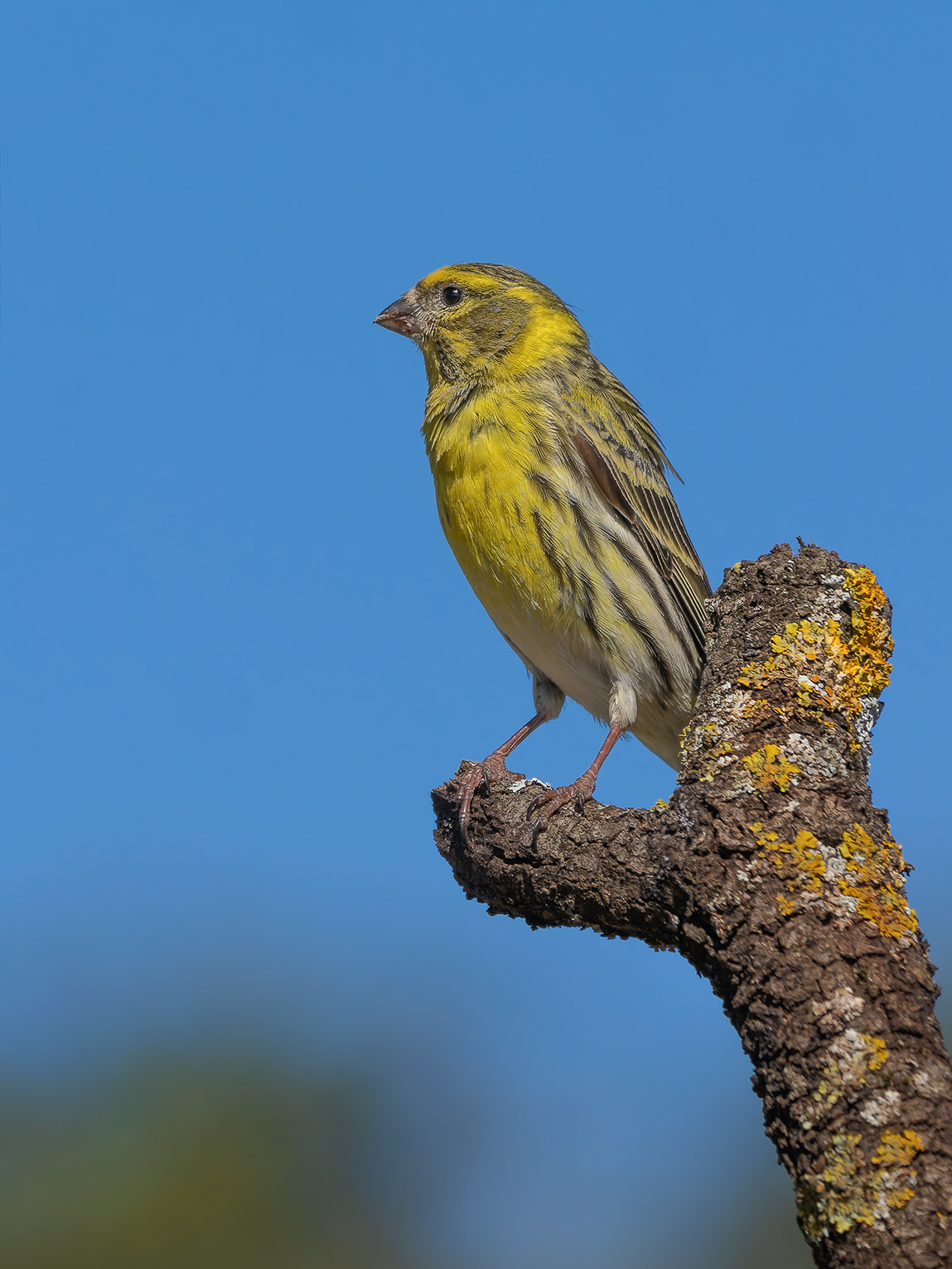 Verderol