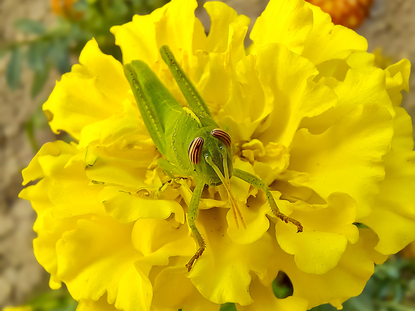 Ninfa de llagosta mediterranea