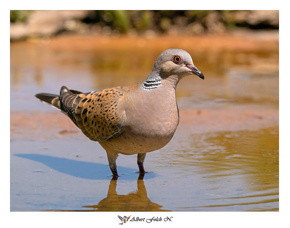 Tortora eurasiàtica