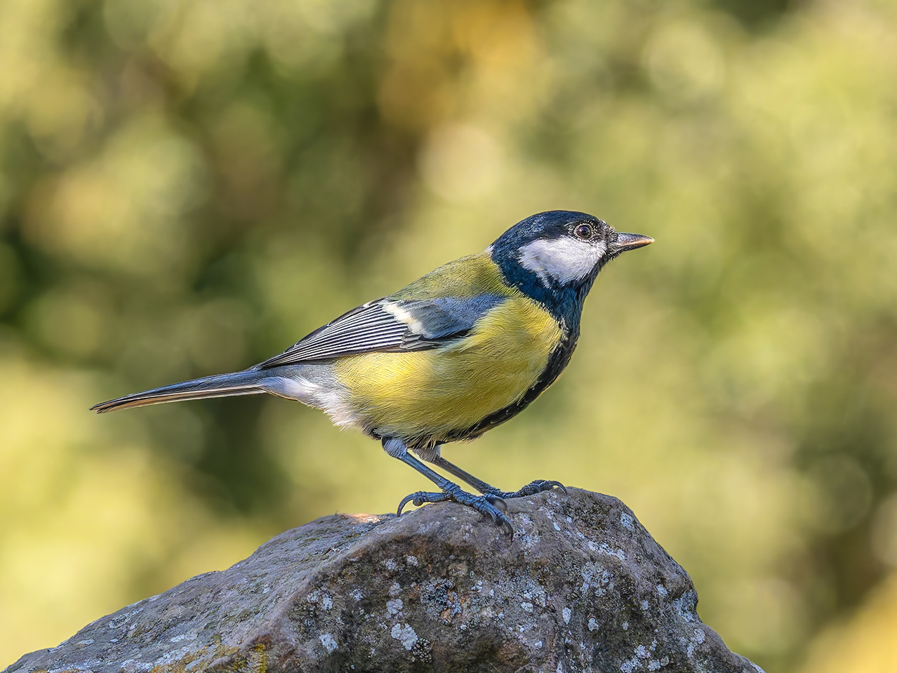 Mallerenga carbonera