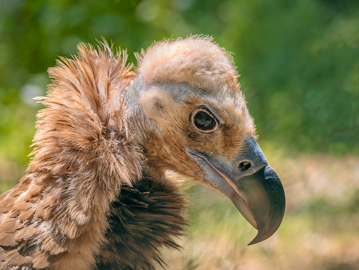 Voltor comú (zoo BCN)