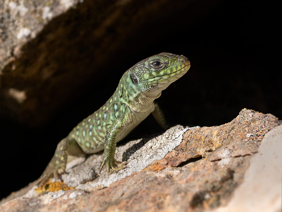 Llangardaix ocel·lat - Lagarto ocelado