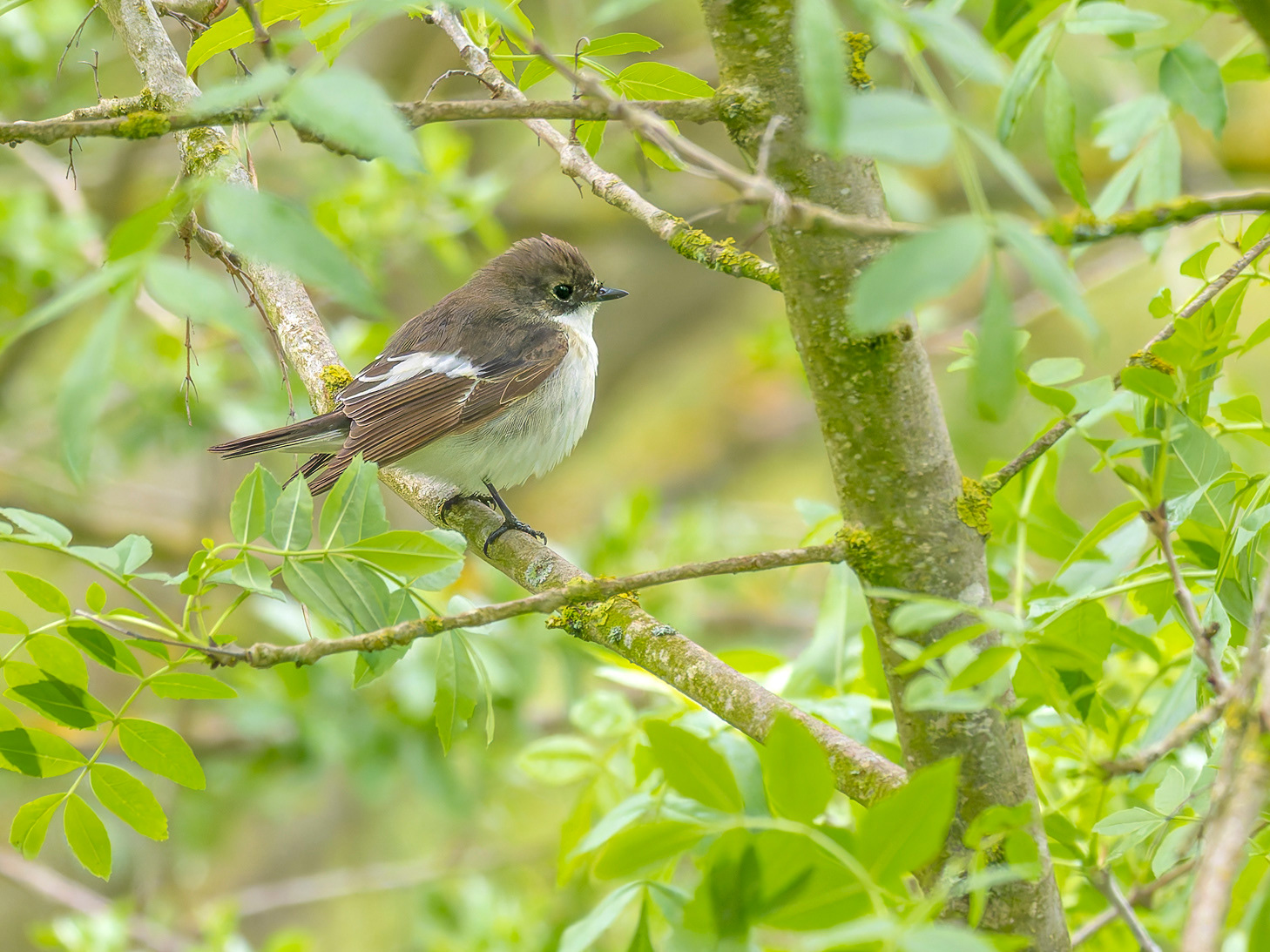 Mastegatatxes femella