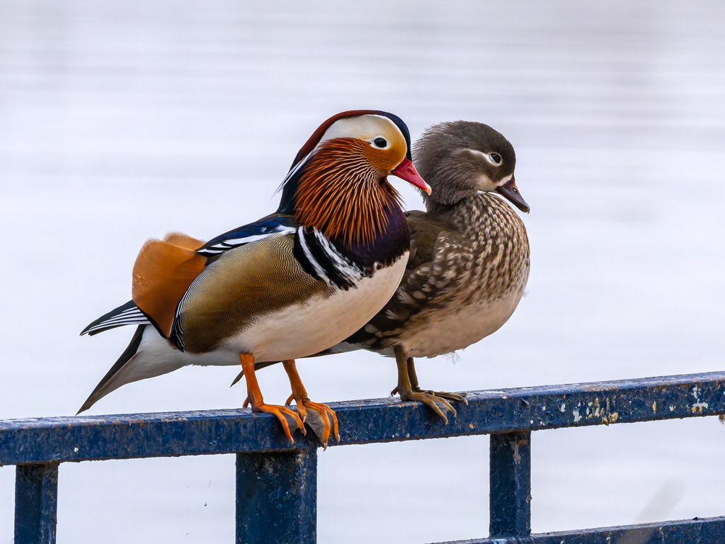 Ànec mandarí (mascle i femella)