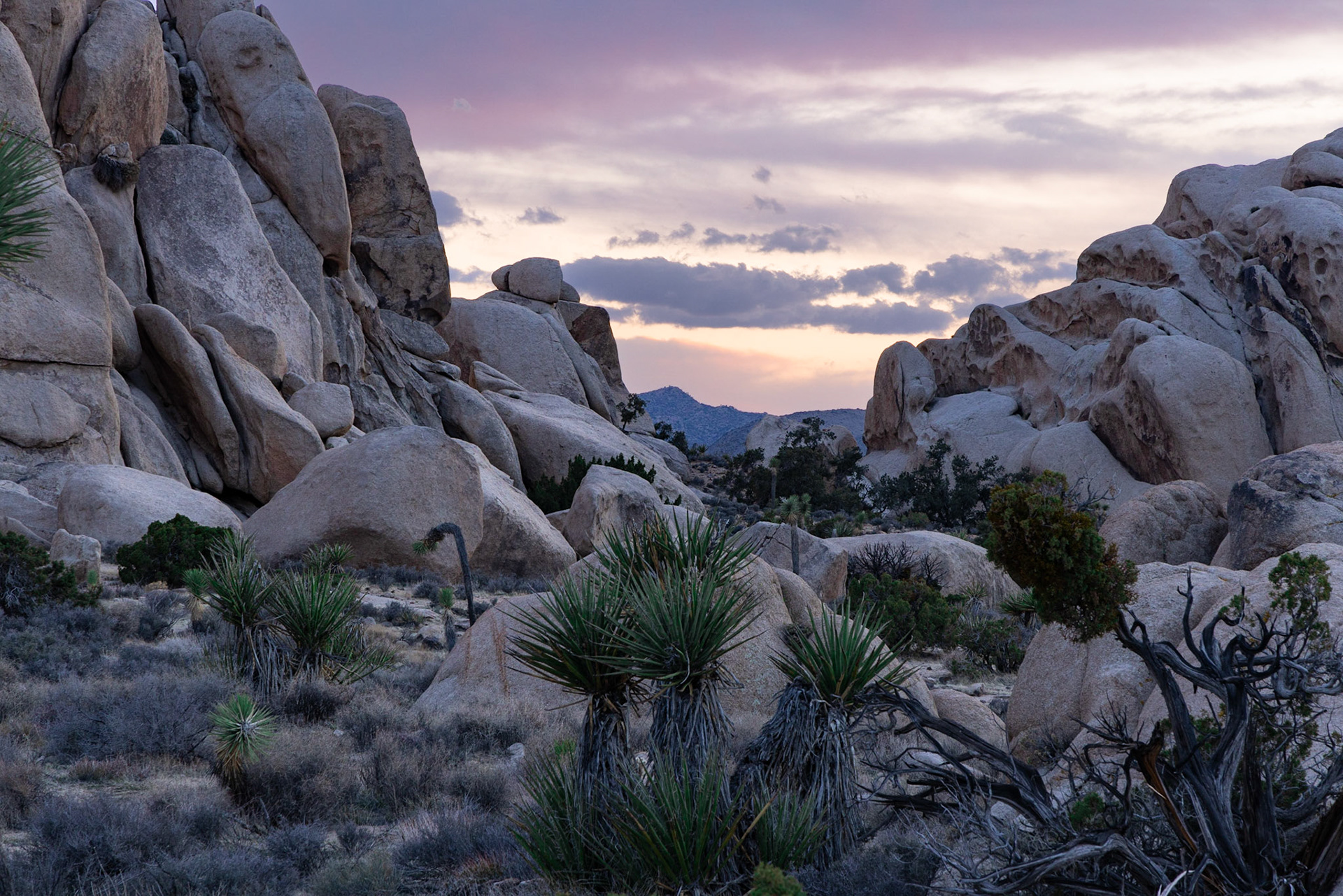 Joshua Tree National Park