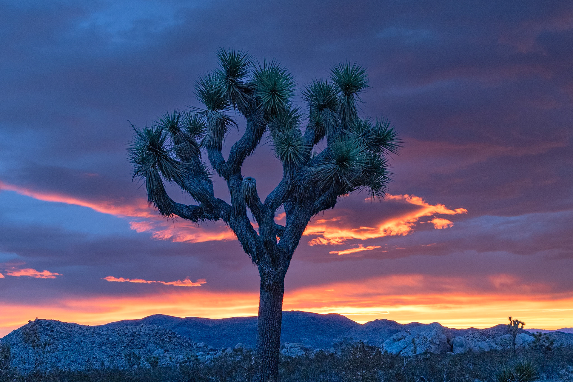 Joshua Tree National Park
