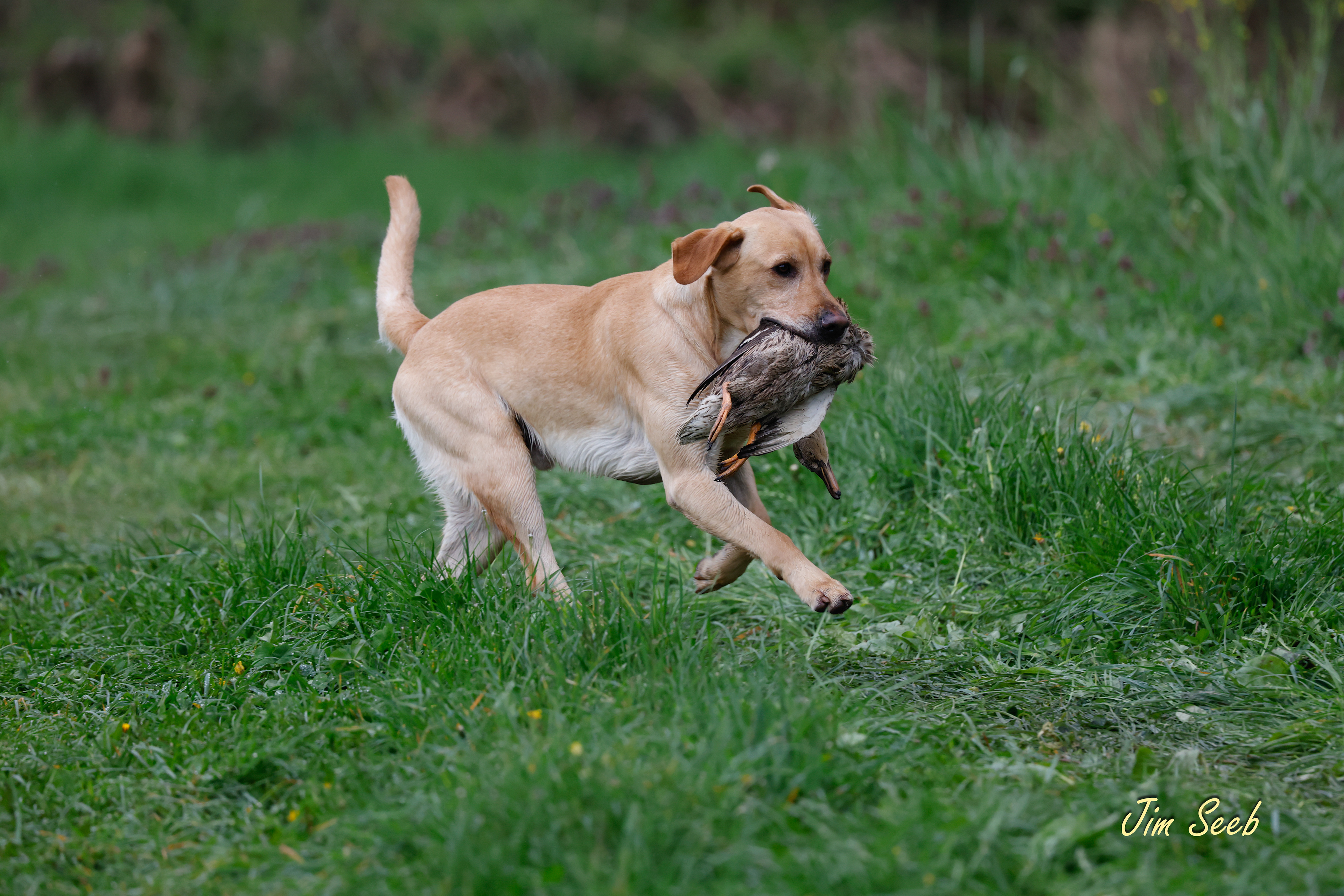Scout