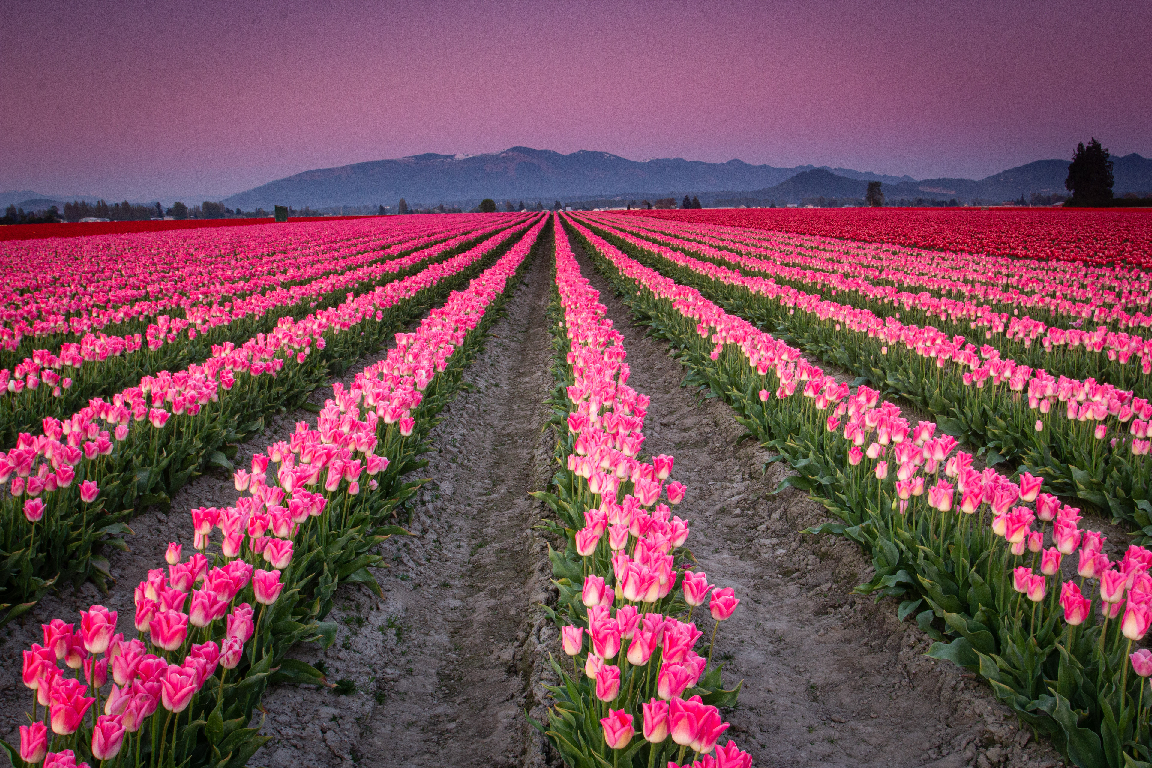 Skagit Valley