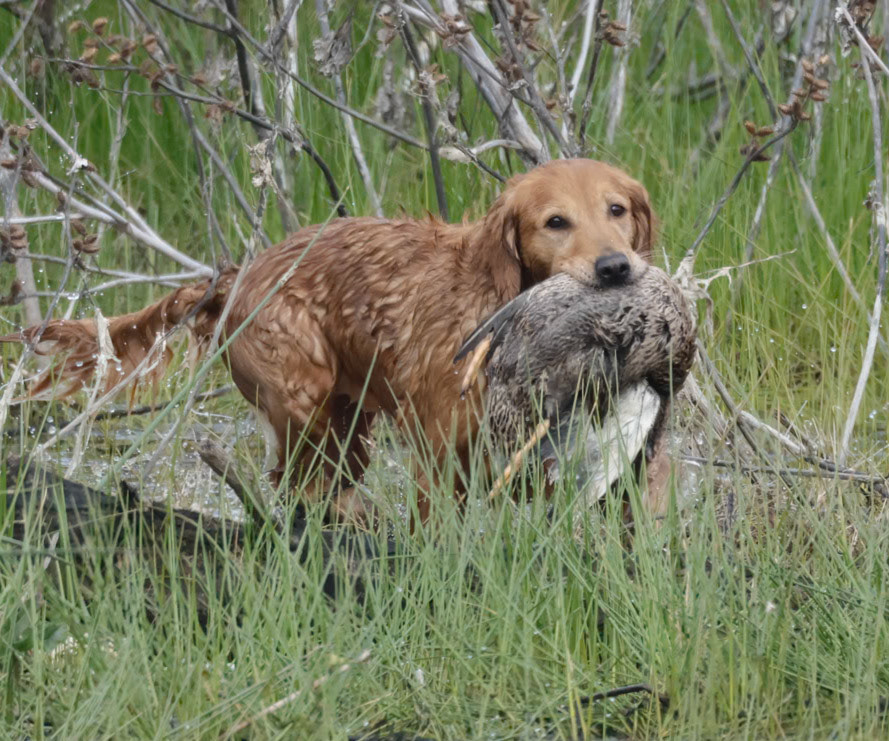 Ruger