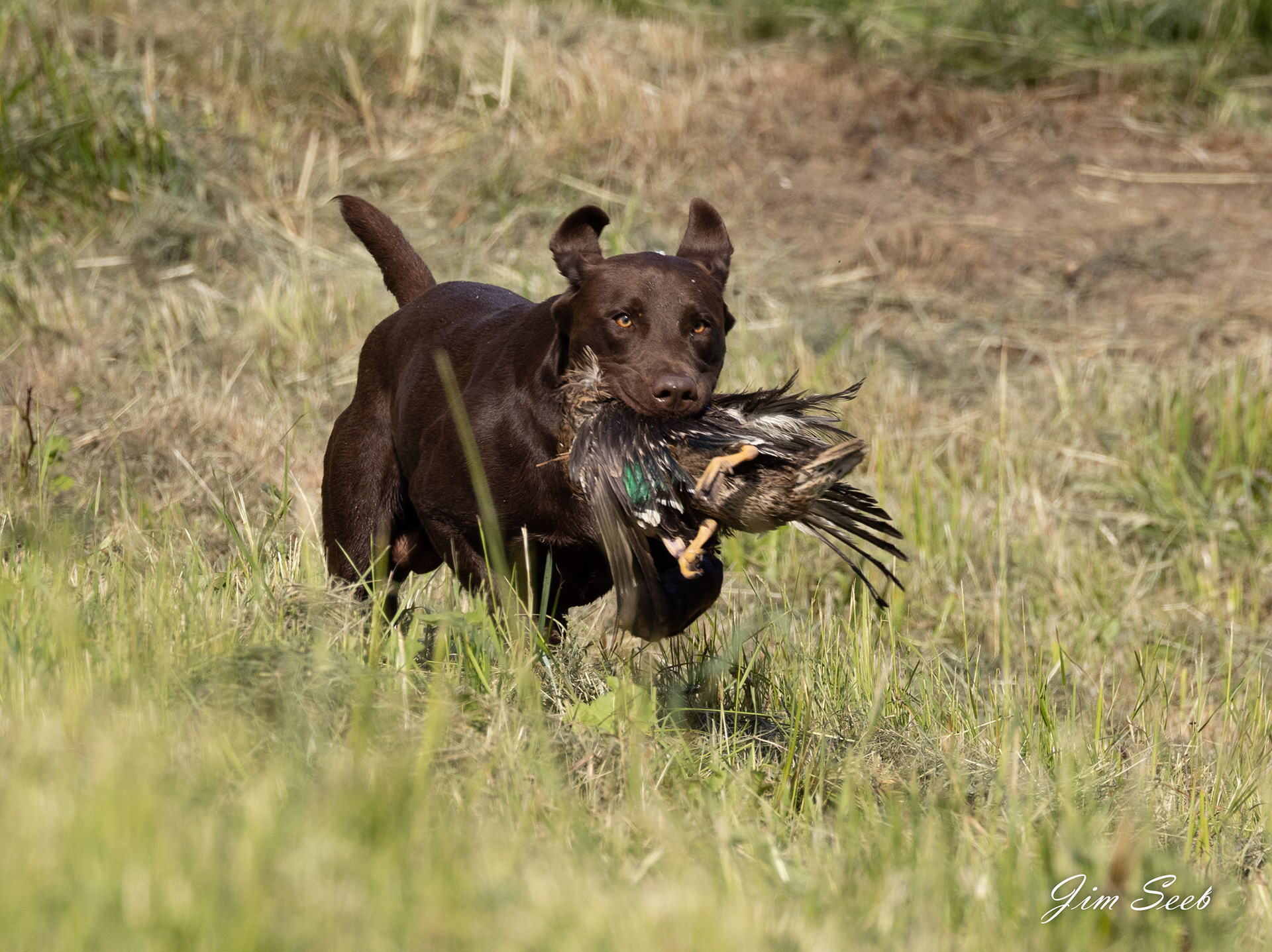 Ozzie
