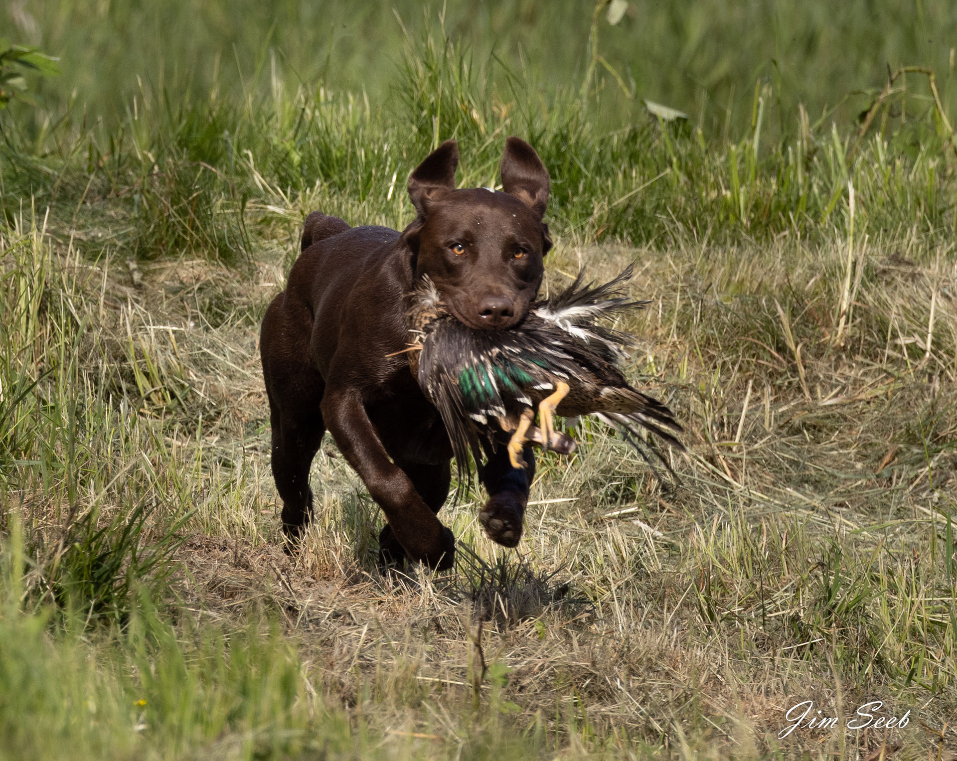Ozzie