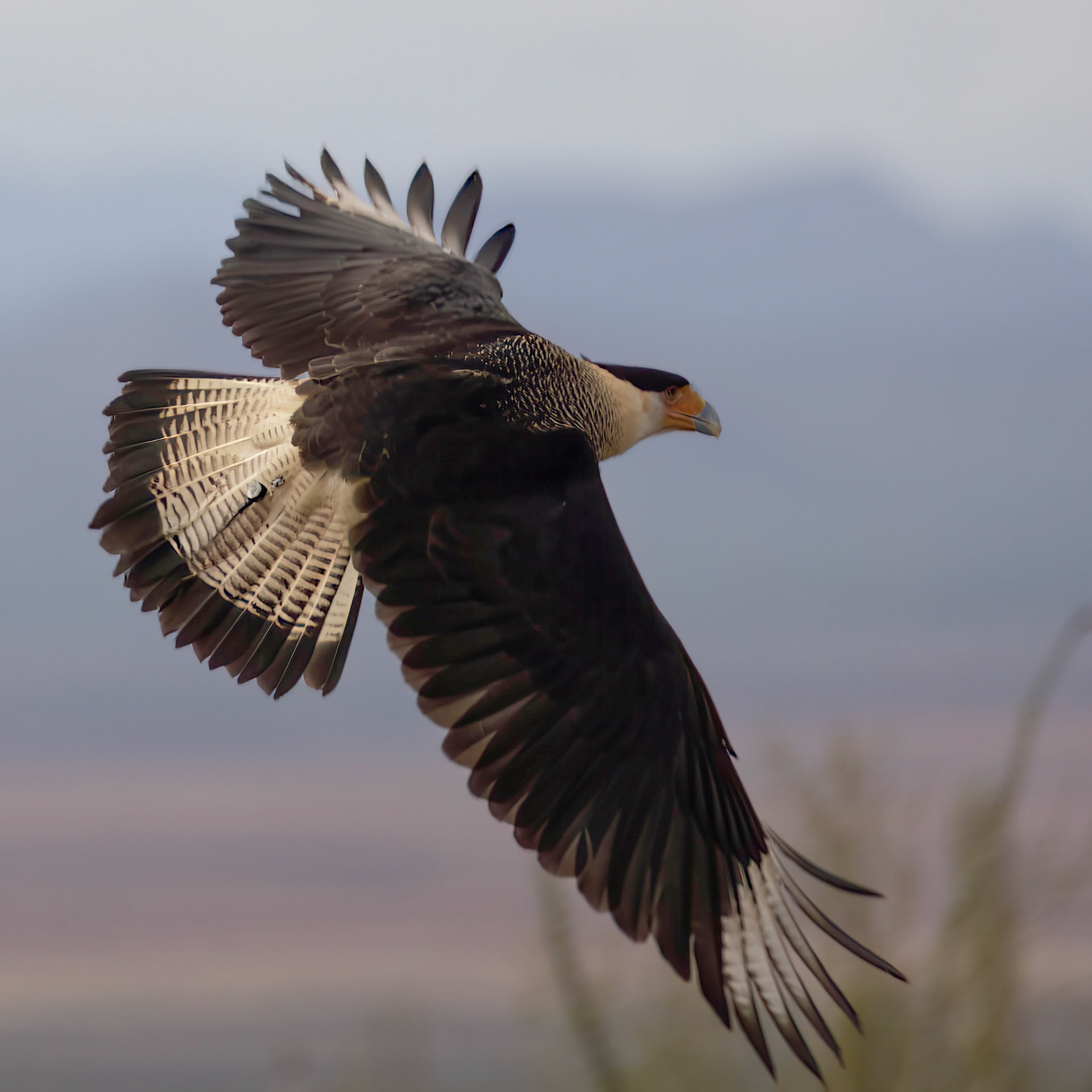Caracara