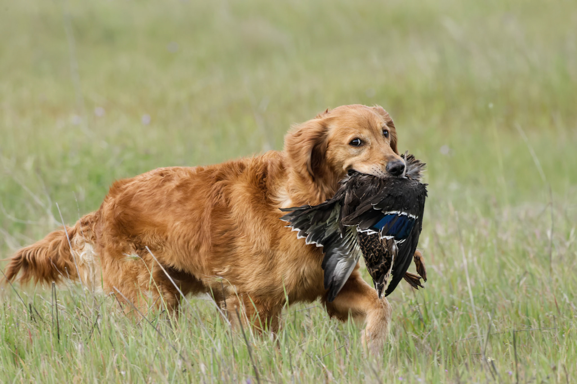 Ruger