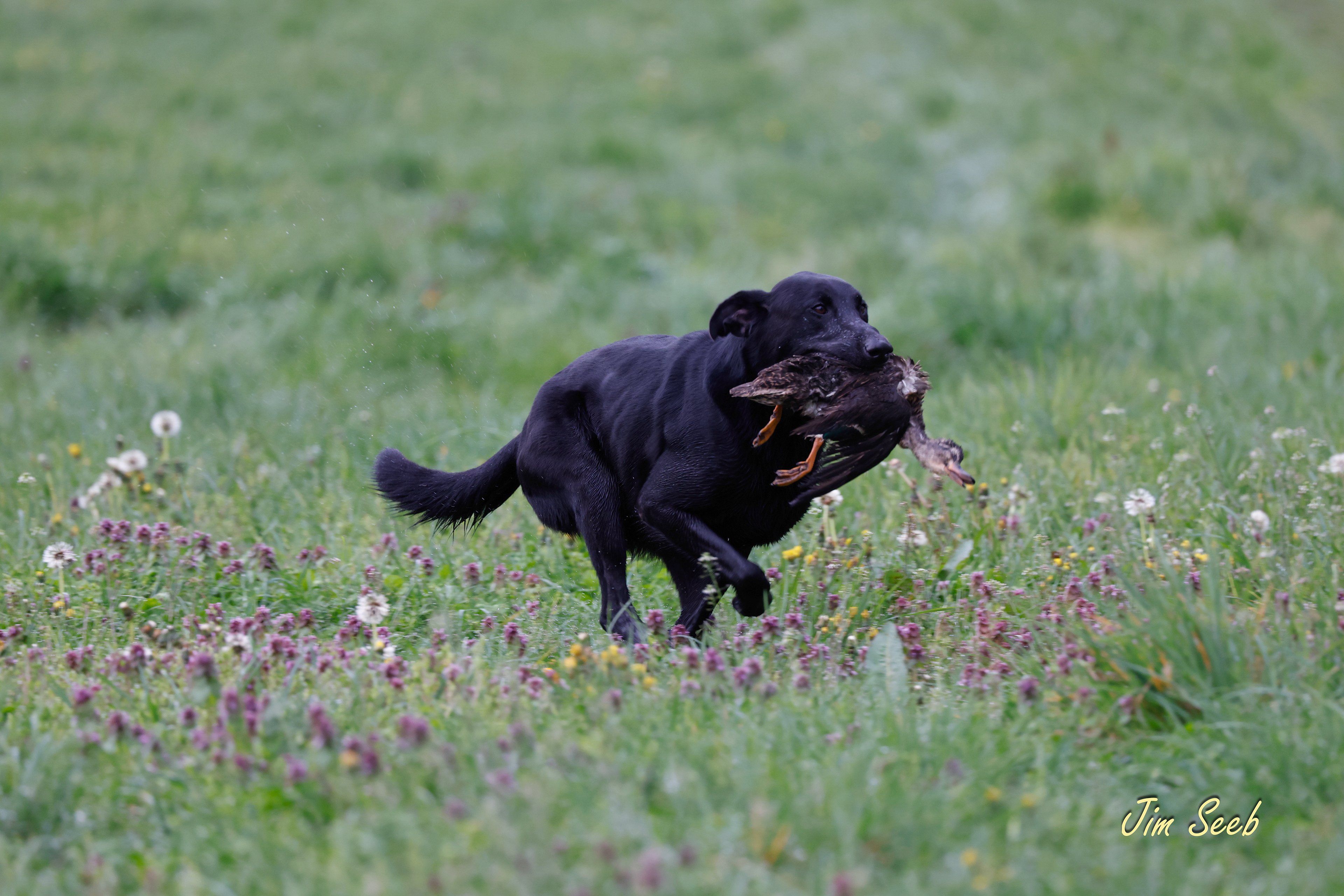 Tucker
