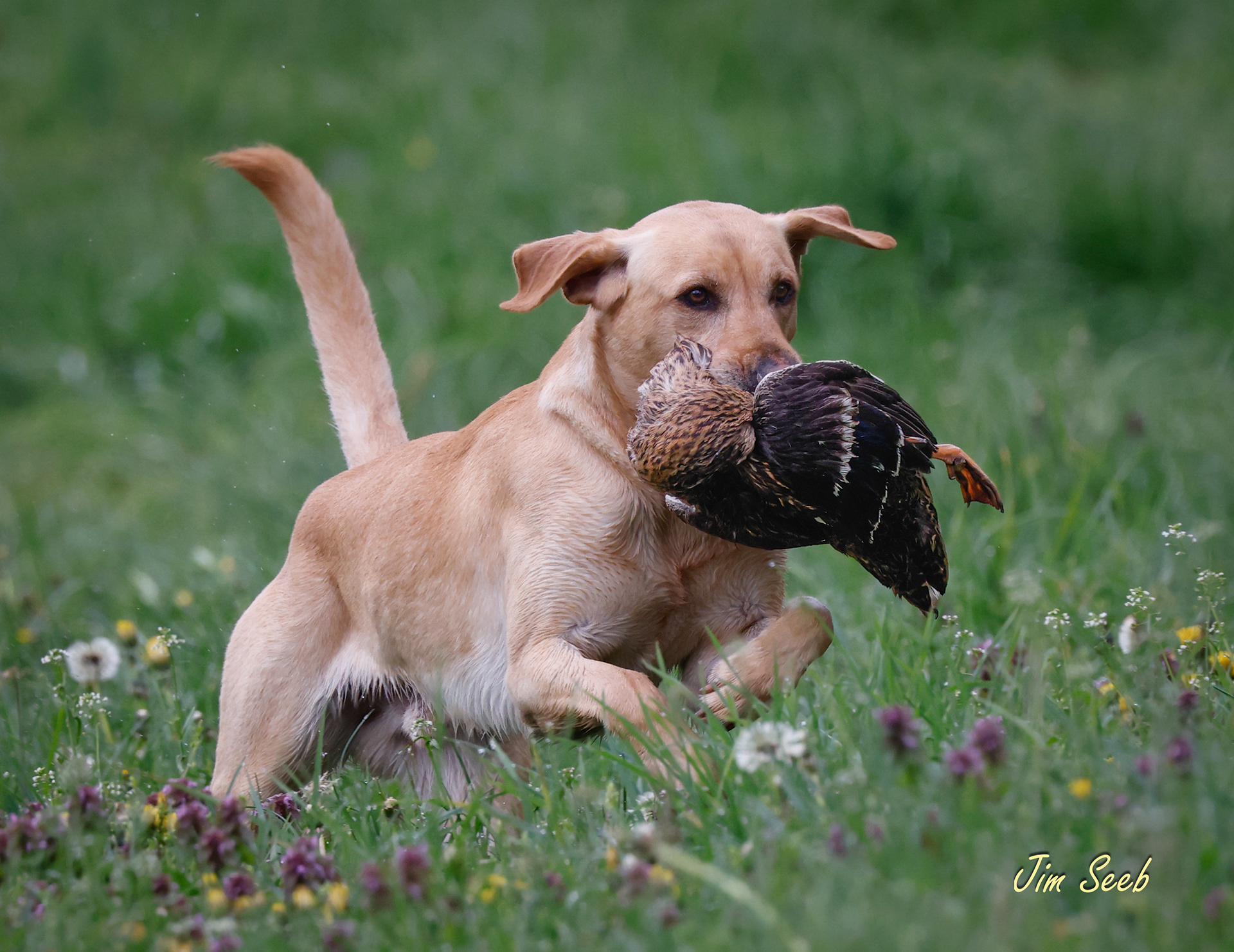 Scout