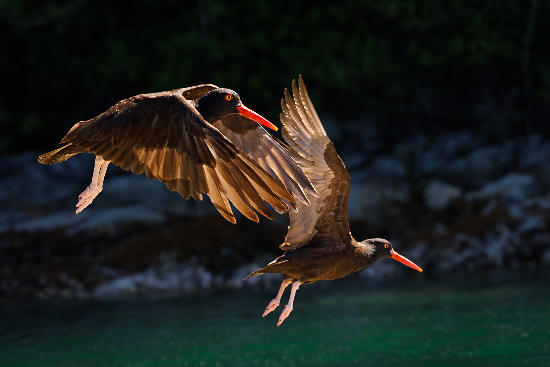 Oystercatchers, Prideaux Haven, BC